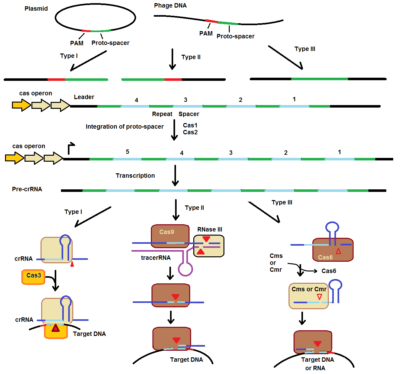 Chemically Modified Nucleic Acids for CRISPRCas